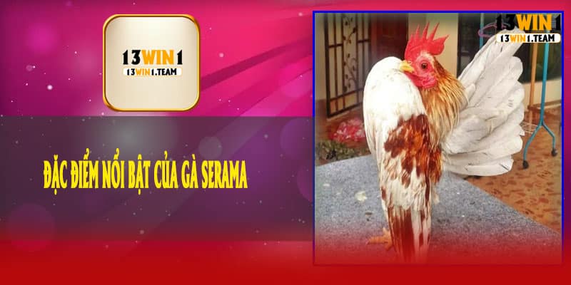 🌟 Đặc Điểm Nổi Bật Của Gà Serama