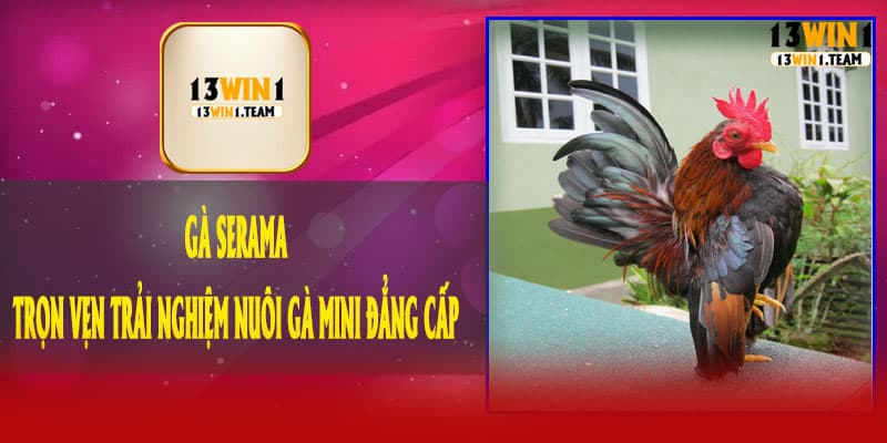 🐔 Gà Serama – Trọn Vẹn Trải Nghiệm Nuôi Gà Mini Đẳng Cấp