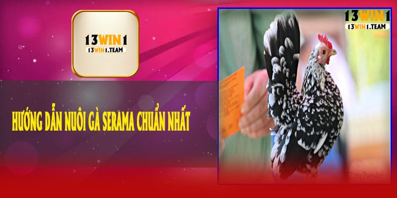 🥚 Hướng Dẫn Nuôi Gà Serama Chuẩn Nhất